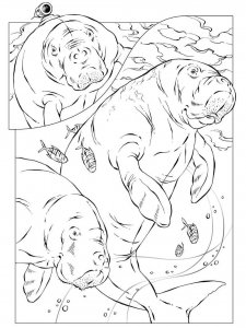 Manatee coloring page - picture 1