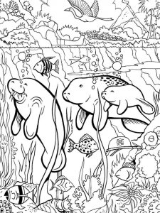 Manatee coloring page - picture 12
