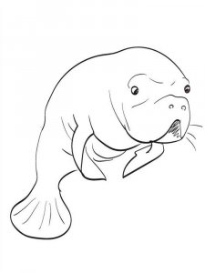 Manatee coloring page - picture 13