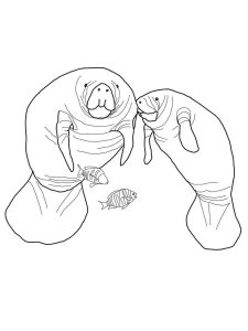 Manatee coloring page - picture 14
