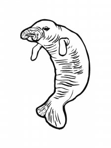 Manatee coloring page - picture 16