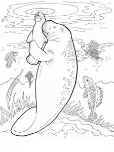 Manatee coloring page - picture 2