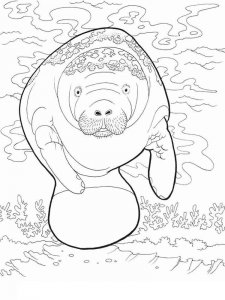 Manatee coloring page - picture 4