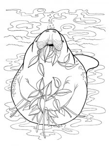 Manatee coloring page - picture 8