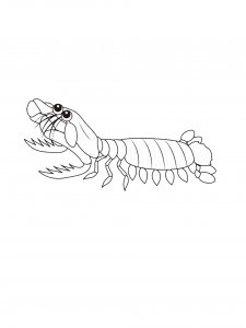 Mantis Shrimp Coloring Pages 3