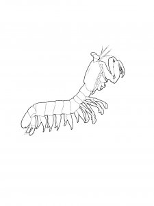 Mantis Shrimp Coloring Pages 4