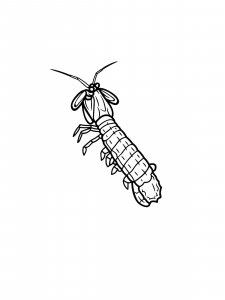 Mantis Shrimp Coloring Pages 6