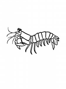 Mantis Shrimp Coloring Pages 7