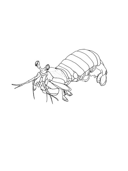 Mantis Shrimp coloring pages
