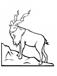 Markhor coloring page - picture 3