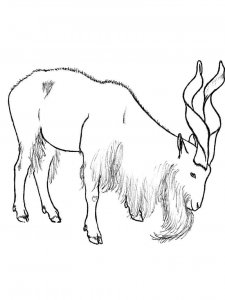 Markhor coloring page - picture 4