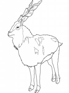 Markhor coloring page - picture 5