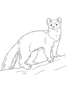 Marten coloring page - picture 10