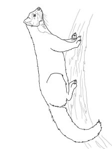 Marten coloring page - picture 12