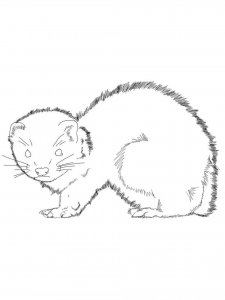 Marten coloring page - picture 13