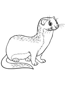 Marten coloring page - picture 4