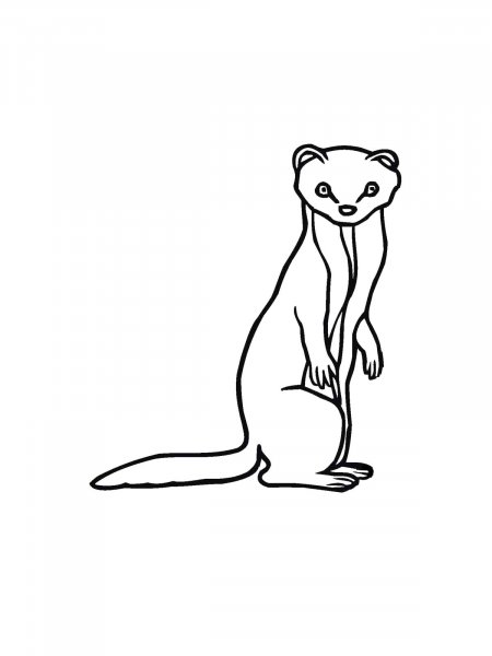 Marten coloring pages