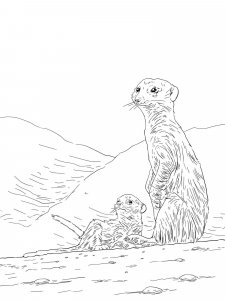 Meerkat coloring page - picture 10