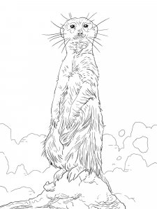 Meerkat coloring page - picture 11