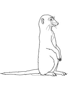Meerkat coloring page - picture 12