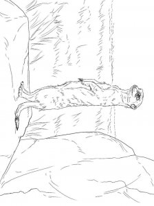 Meerkat coloring page - picture 13