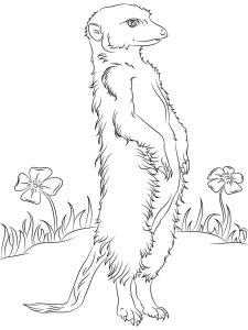 Meerkat coloring page - picture 16