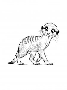 Meerkat Coloring Pages 22