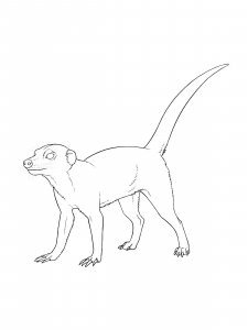 Meerkat coloring page - picture 7