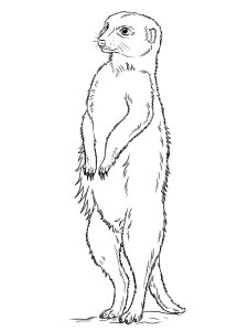 Meerkat coloring page - picture 8