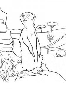 Meerkat coloring page - picture 9