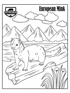 Mink coloring page - picture 2