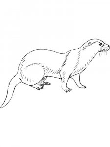 Mink coloring page - picture 6