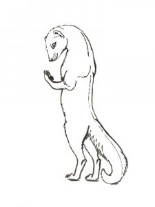 Mongoose coloring page - picture 10