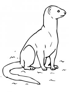 Mongoose coloring page - picture 11