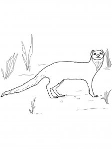 Mongoose coloring page - picture 12