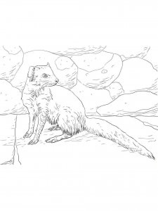 Mongoose coloring page - picture 14
