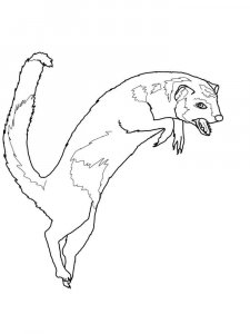 Mongoose coloring page - picture 7