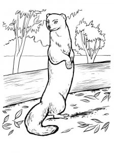 Mongoose coloring page - picture 8