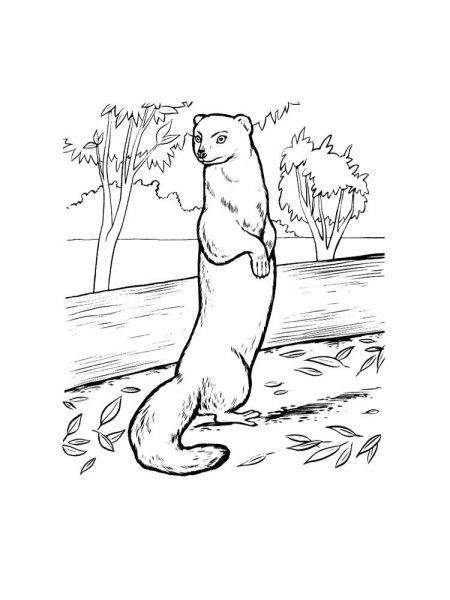 Mongoose Coloring Pages