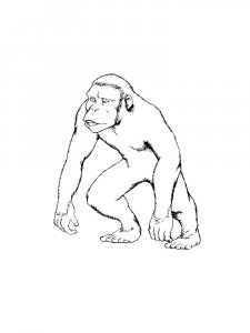 Monkey Coloring Pages 102