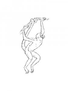 Monkey Coloring Pages 104