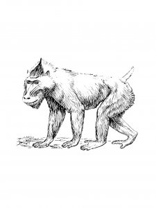 Monkey Coloring Pages 105