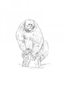 Monkey Coloring Pages 82