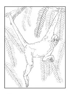 Monkey Coloring Pages 83