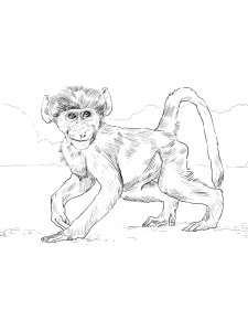Monkey Coloring Pages 85