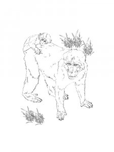 Monkey Coloring Pages 88