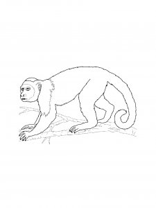 Monkey Coloring Pages 92