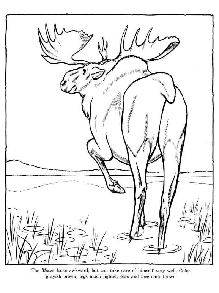 Coloring Pages Moose Kids Wild Hatchet Animals Animal Honkingdonkey ...