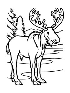 Moose coloring page - picture 10