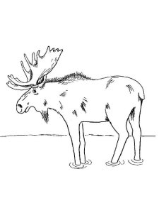 Moose coloring page - picture 11